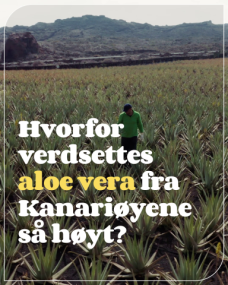 Aloe Vera - Producto Canario (30sec) -no