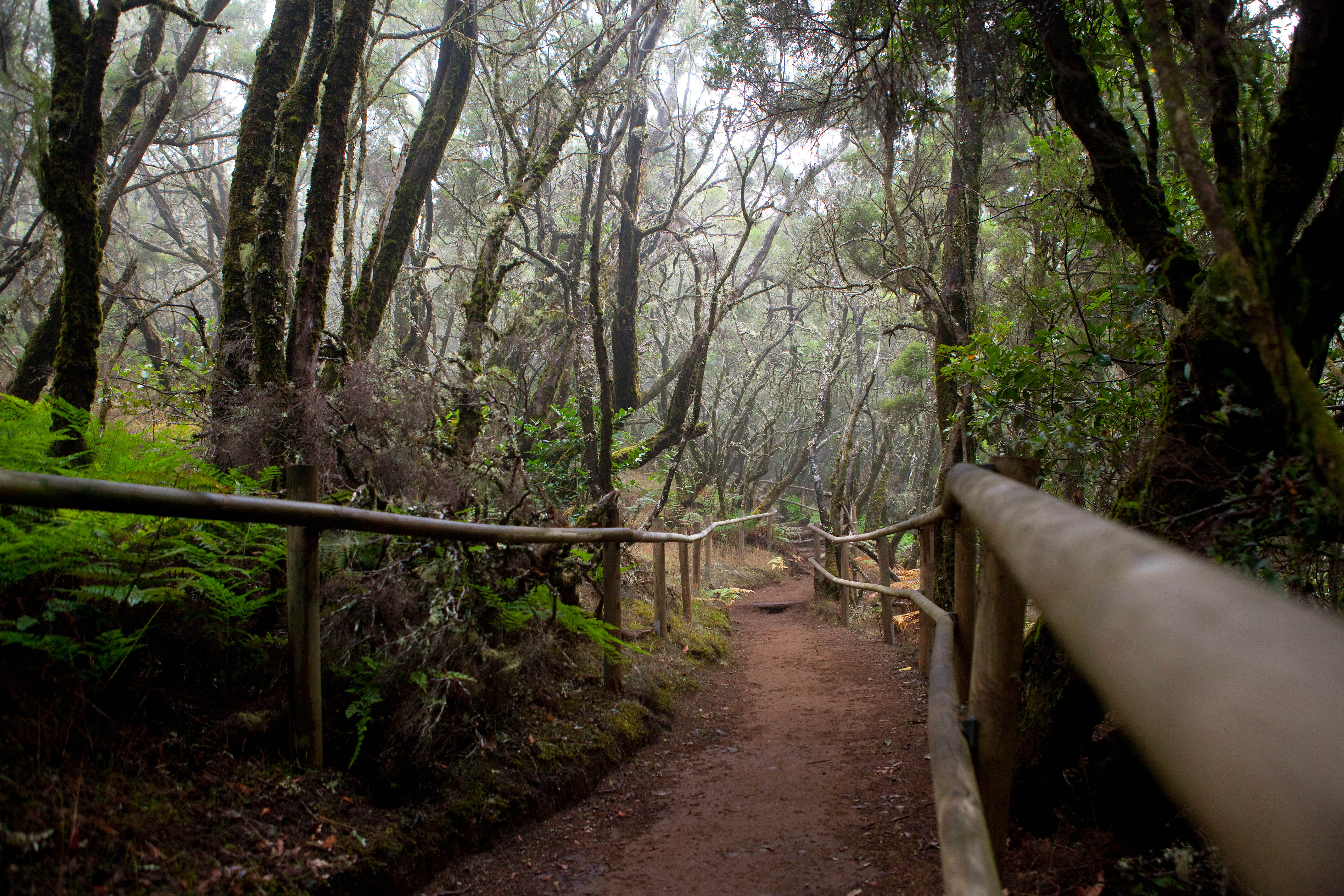 National Park Garajonay