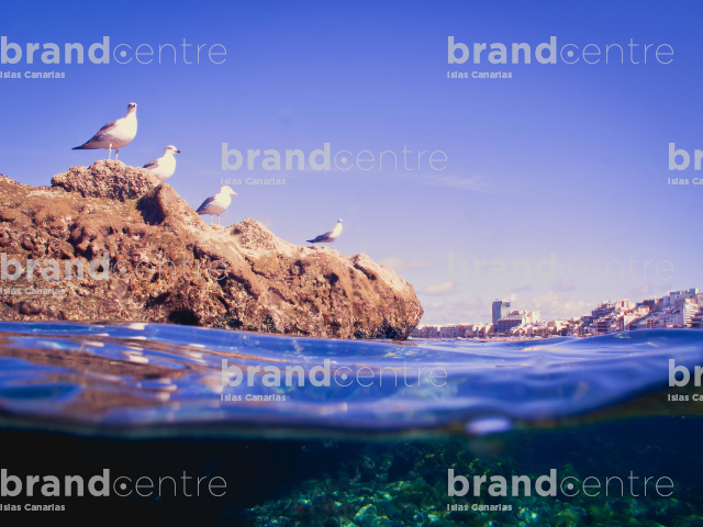 Fondos Playa de Las Canteras