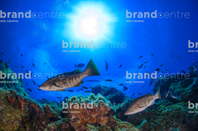 Baja Bocarones, (Abade - Mycteroperca fusca)