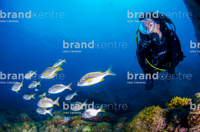 Fondo Submarino. Sardina (Roncador)