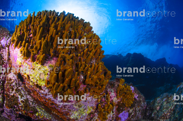 Fondo Submarino. Playa de la Cueva.
