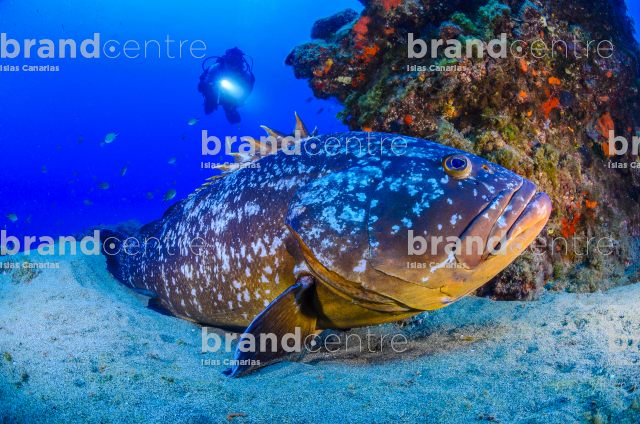 Fondo submarino. Playa Chica, Lanzarote. Mero.