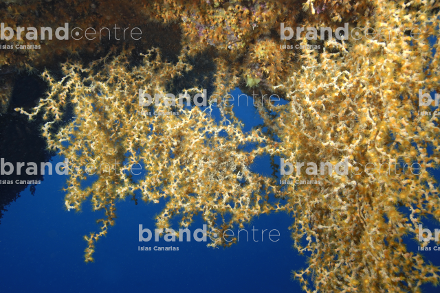 Underwater background. Waikiki, Lanzarote Underwater background. Waikiki, Lanzarote