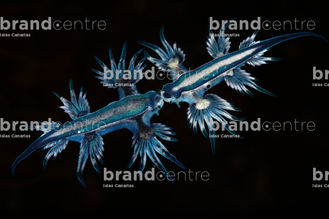 2nd classified. Portfolio Category 4, Winner of the Dive Photo Challenge 2016