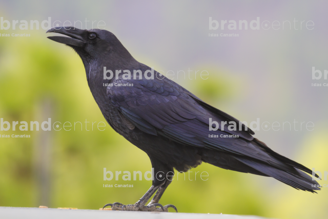 Crow in the Caldera de Taburiente National Park