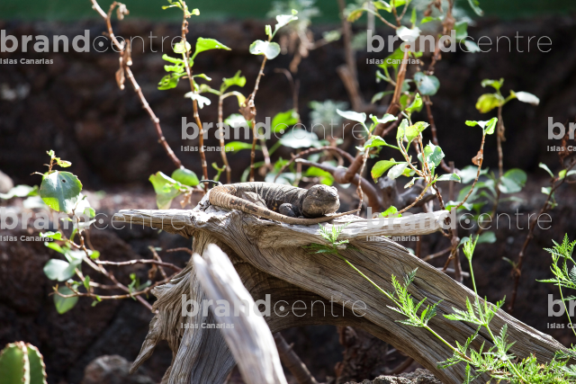 Lagarto de El Hierro.
