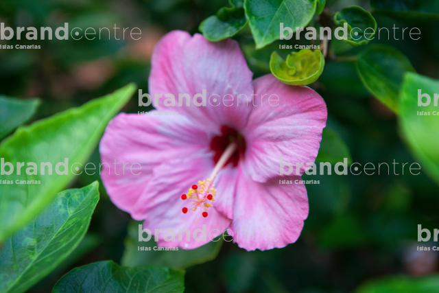 Hibiscus