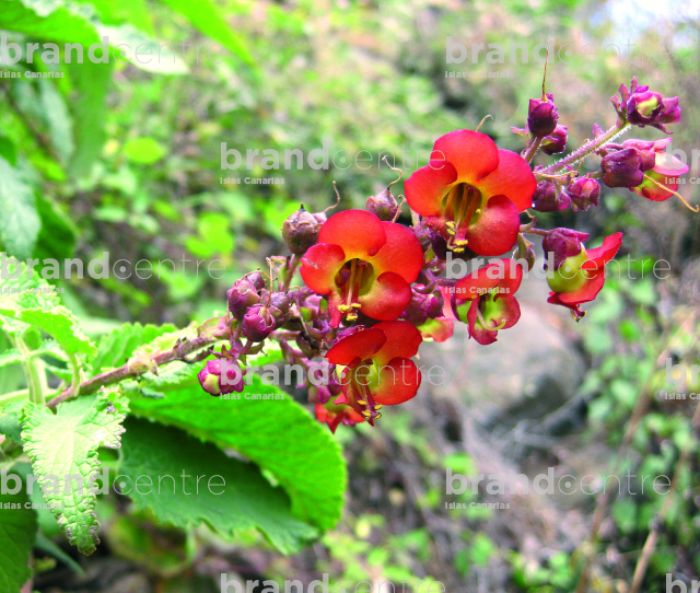 Flora in the Tilos de Moya