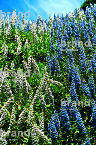 Ruta del Tajinaste Azul