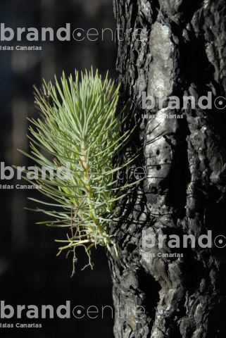 Canary pine