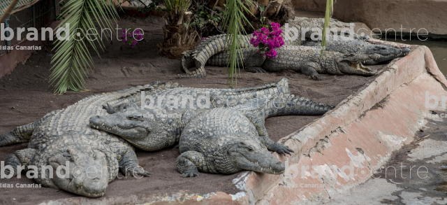Cocodrilo Park
