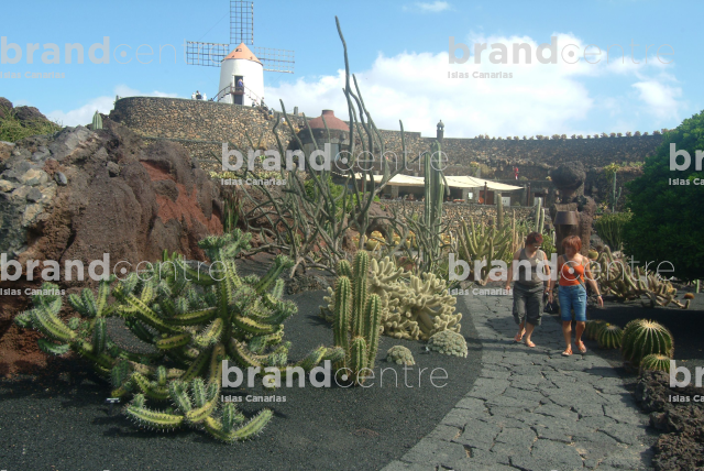 Cactus garden