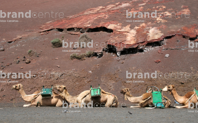 Camels Timanfaya National Park