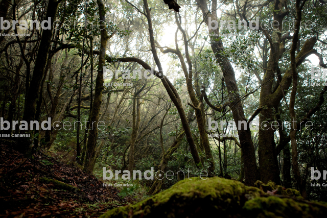 Garajonay National Park, Cedar Forest