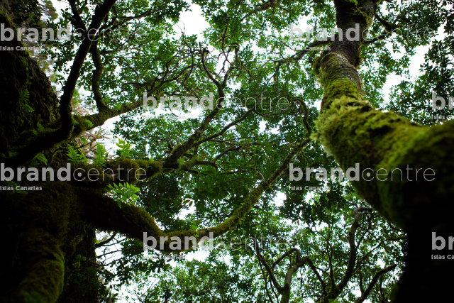 Garoé tree