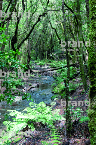 Cedar Forest Garajonay National Park