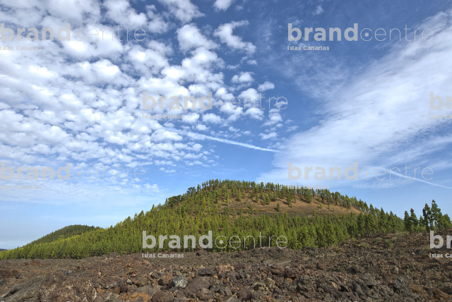 Teide forest crown
