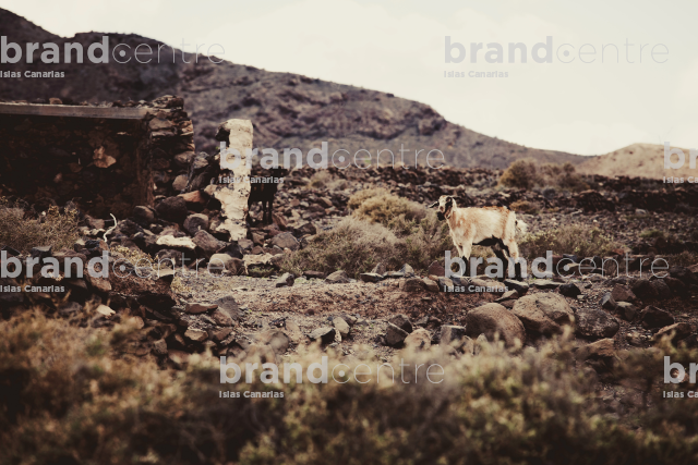 Cabra en Poblado aborígen La Atalayita