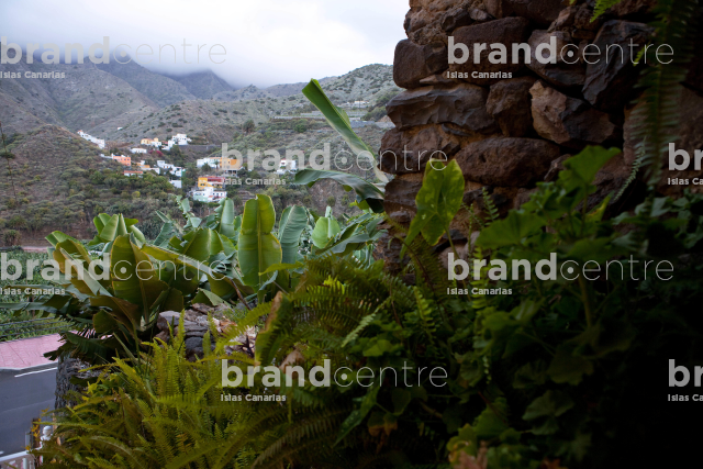 Banana exporter Banana exporter