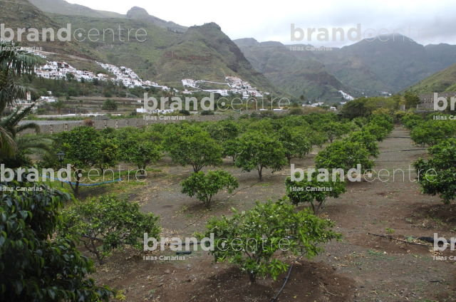Agaete Valley Agaete Valley
