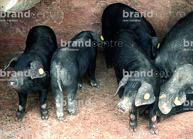 black pig black pig