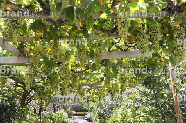 Grape with green grapes