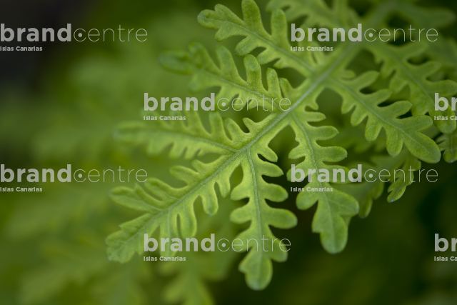 Flora