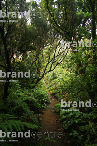 Monte de las Mercedes. Parque Rural de Anaga