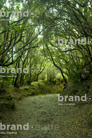 Path of the Senses. Anaga Rural Park. Tenerife