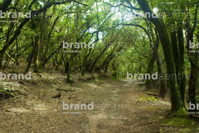 Path of the Senses. Anaga Rural Park. Tenerife