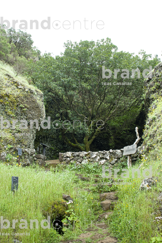 Tancajote
