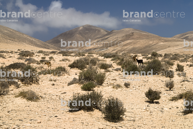 Barranco de Pecenescal