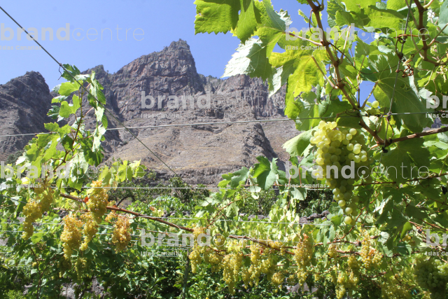 Parra con uvas verdes