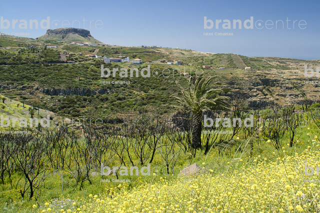 Fenced Path-Gran Rey Valley