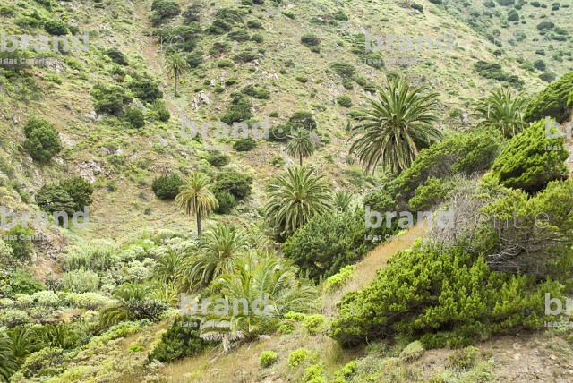 Sendro circular de Vallehermoso