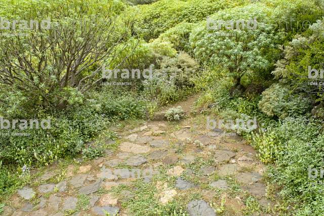 Circular Sendro of Vallehermoso