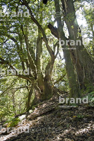 Sendero Contadero-El Cedro Sendero Contadero-El Cedro