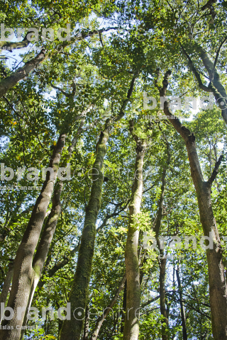 Sendero Contadero-El Cedro