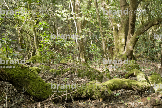 Sendero Contadero-El Cedro