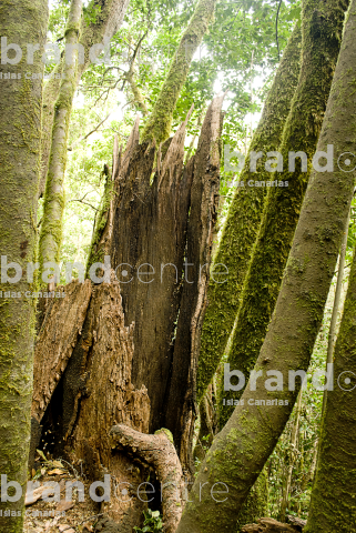 Sendero Contadero-El Cedro