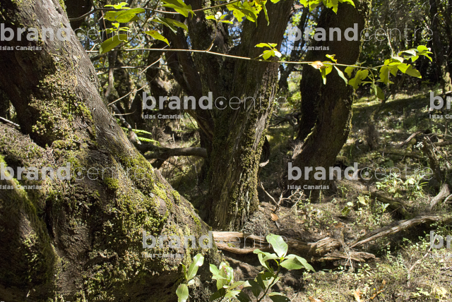 Sendero Contadero-El Cedro Sendero Contadero-El Cedro
