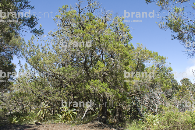 Sendero Contadero-El Cedro