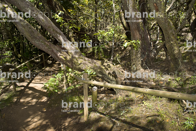 Sendero Contadero-El Cedro