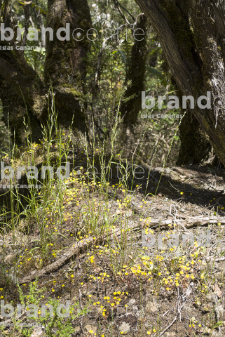 Sendero Contadero-El Cedro