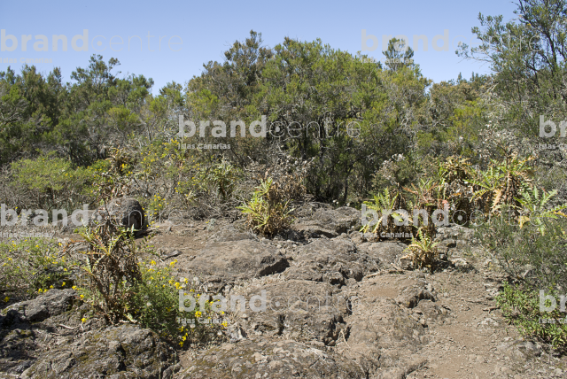Sendero Contadero-El Cedro