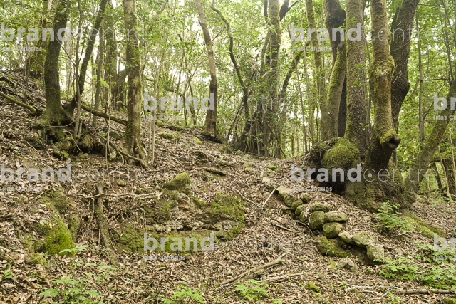 Sendero Contadero-El Cedro
