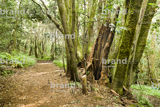 Sendero Contadero-El Cedro