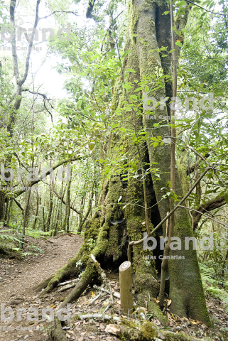Sendero Contadero-El Cedro