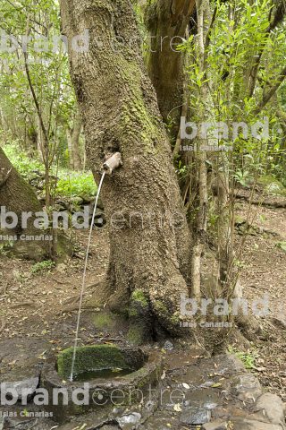 Sendero Contadero-El Cedro